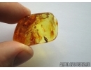 Thuja with Cone. Fossil inclusions in Baltic amber #5517