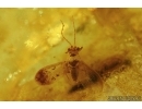 Coccid Matsucoccus. Fossil insect in Baltic amber #5520