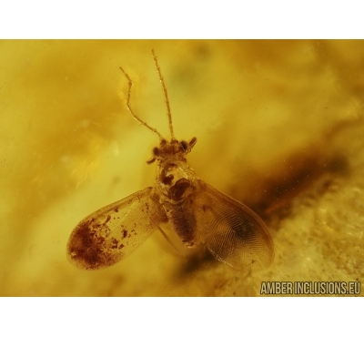 Coccid Matsucoccus. Fossil insect in Baltic amber #5520
