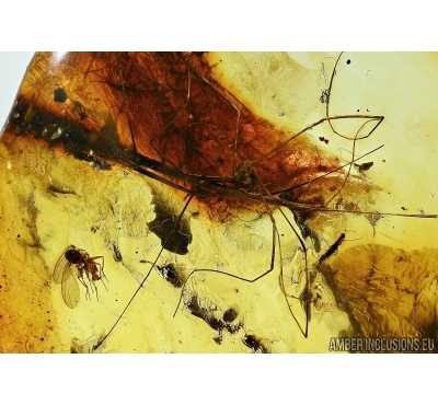 Harvestman, Opiliones. Fossil inclusion in Baltic amber #5526