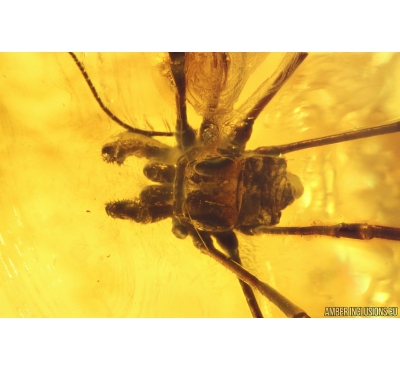 Harvestman, Opiliones. Fossil inclusion in Baltic amber #5527