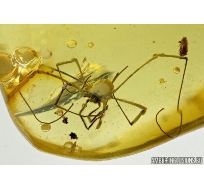 Harvestmen, Opiliones. Fossil inclusion in Baltic amber #5528