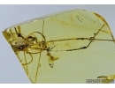 Harvestman, Opiliones. Fossil inclusion in Baltic amber #5529