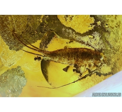 Big BRISTLETAIL, ARCHAEOGNATHA. Fossil insect in Baltic amber #5533