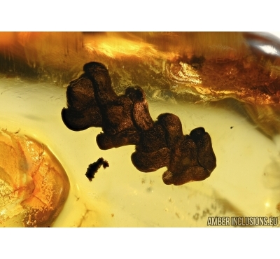 Very Nice THUJA. Fossil inclusion in Baltic amber #5541