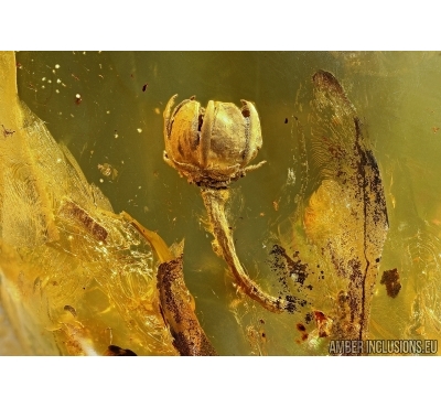 Very Nice, Rare Flower. Fossil inclusion in Baltic amber #5542