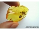 Very Nice, Rare Flower. Fossil inclusion in Baltic amber #5542