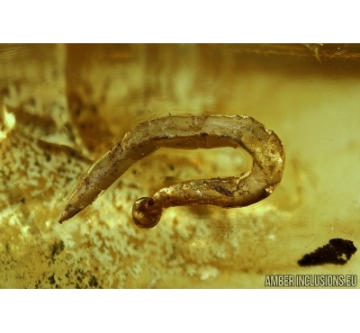 Anisopodidae, Wood gnat larva and Ants. Fossil insects in Baltic amber #5543