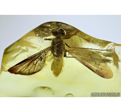 Rare Stiletto Fly, THEREVIDAE In Baltic amber #5545
