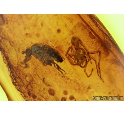 Acalyptratae, Muscoid fly and Spider, Araneae. Fossil insect in Baltic amber #5547