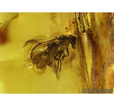 Syrphidae, Hover Fly. Fossil insect in Big Baltic amber #5548