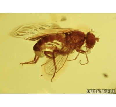 Acalyptratae, Muscoid fly. Fossil insect in Baltic amber #5549