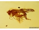 Acalyptratae, Muscoid fly. Fossil insect in Baltic amber #5549