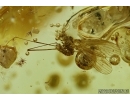Very nice Crane fly, Limoniidae. Fossil insect in Baltic amber #5550