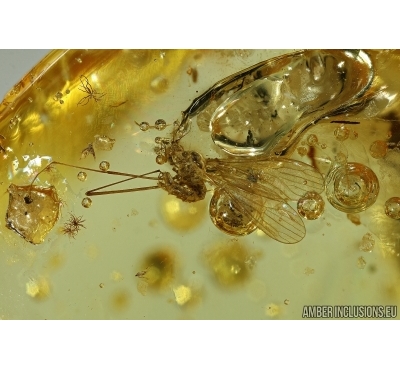 Very nice Crane fly, Limoniidae. Fossil insect in Baltic amber #5550