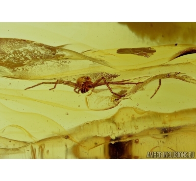 Araneae, Spider. Fossil inclusion in Baltic amber #5553