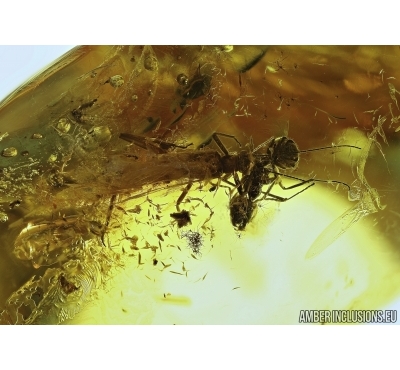 Plecoptera, Stonefly and Ant. Fossil insects in Baltic amber #5554
