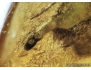 Lepidoptera, Moth with Eggs! Fossil insect in Baltic amber #5555
