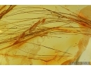 Mammalian hair. Fossil inclusion in Baltic amber #5556