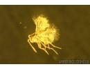 Rare Webspinner, Embioptera with Mite and rare Wasp. Fossil Inclusions in BALTIC AMBER #5566