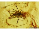 Harvestmen, Opiliones. Fossil inclusion in Baltic amber #5571