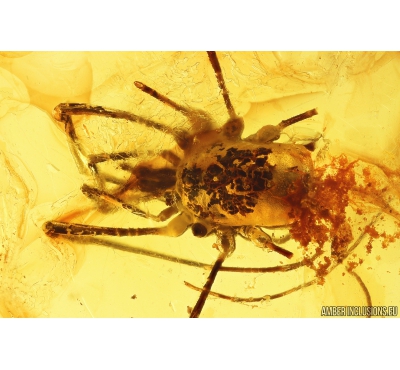 Harvestmen, Opiliones. Fossil inclusion in Baltic amber #5571