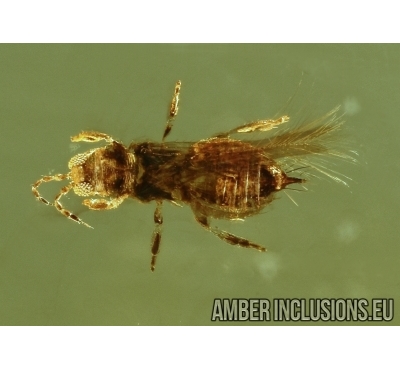 THYSANOPTERA, Thrips and Ant. Fossil insects in Baltic amber #5574