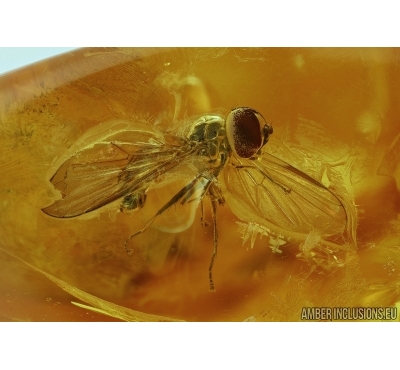 Syrphidae, Two Hover Flies. Fossil insects in Baltic amber #5575