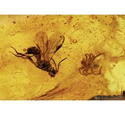 Hymenoptera Braconidae Wasp, Spider Araneae and More. Fossil insects in Baltic amber #5584