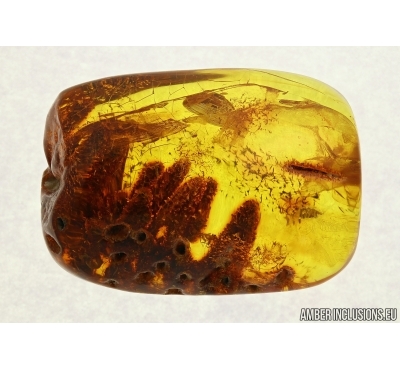 BIG 27mm! PLANT, FLORA. Fossil inclusion in Baltic amber #5587