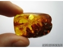 BIG 27mm! PLANT, FLORA. Fossil inclusion in Baltic amber #5587