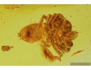  Action: Jumping Spider Salticidae attacks a Fly! fossil inclusions in Baltic amber #5604