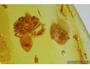  Action: Jumping Spider Salticidae attacks a Fly! fossil inclusions in Baltic amber #5604