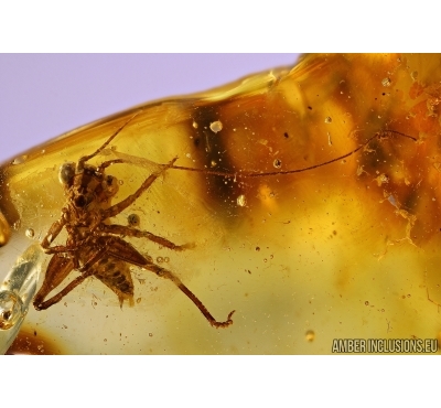 Orthoptera, Cricket. Fossil insect in Baltic amber #5607