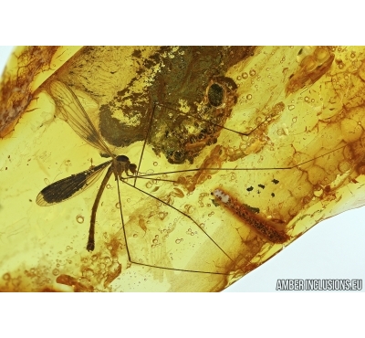 Big Crane fly, Limoniidae. Fossil insect in Baltic amber #5609