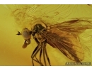 Extremely rare Fly holding in its mouth something! Fossil insect in Baltic amber #5610