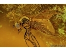 Extremely rare Fly holding in its mouth something! Fossil insect in Baltic amber #5610
