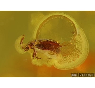 Coleoptera, Beetle. Fossil insect in Baltic amber #5611