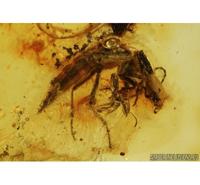 STAPHYLINIDAE, Rove beetle and More. Fossil insects in Baltic amber #5614