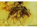 STAPHYLINIDAE, Rove beetle and More. Fossil insects in Baltic amber #5614