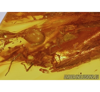Araneae, Two Spiders and More. Fossil inclusions in Baltic amber #5615