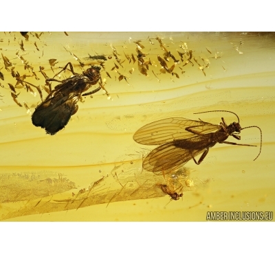 Plecoptera, Stonefly and Wasp Hymenoptera. Fossil inclusions in Baltic amber #5617
