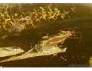 Plecoptera, Stonefly and Wasp Hymenoptera. Fossil inclusions in Baltic amber #5617