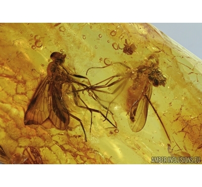 Rhagionidae, Big Snipe flies and More. Fossil insects in Baltic amber #5618