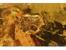 Rhagionidae, Big Snipe flies and More. Fossil insects in Baltic amber #5618