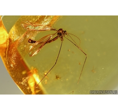Crane fly, Limoniidae. Fossil insect in Baltic amber #5619