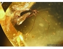 Crane fly, Limoniidae. Fossil insect in Baltic amber #5619