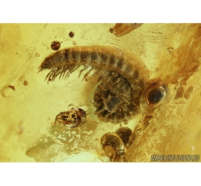 Millipede, Diplopoda and Gnat in Baltic amber #5628