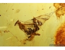 Ephemeroptera, Mayfly in Spider Web!!! Fossil insect in Baltic amber #5656
