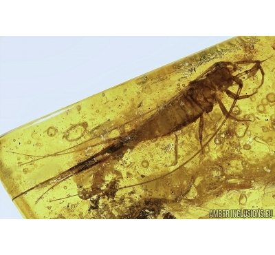 BRISTLETAIL, ARCHAEOGNATHA. Fossil insect in Baltic amber #5657